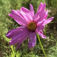 コスモス,ヒナゲシの画像