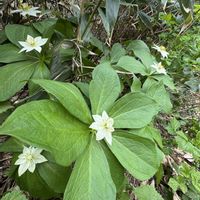 キヌガサソウ,シラネアオイ,ハクサンチドリ,ミヤマキンポウゲ,ズダヤクシュの画像