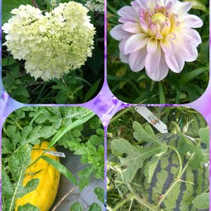 ダリア,ノリウツギ  ミナヅキ,種なしスイカ,スイカ金の卵,今咲いてるお花達の画像