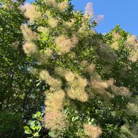 ギボウシ,キングサリ,キングサリ,スモークツリー,スモークツリーの画像