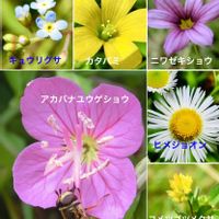 可愛い,花言葉,山野草,道端,花のある暮らしの画像