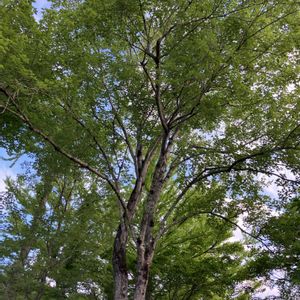 アジサイ,ハナノキ,優しい気持ち,繋がりに感謝✨,今日も笑顔で♡の画像