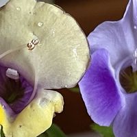 トレニア,ペンタス,ミニバラ,乙女心,コウシュンカズラの画像
