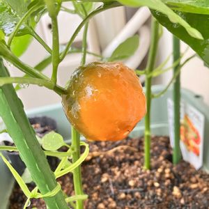 パプリカ,自家製野菜,夏野菜,ベランダ菜園,家庭菜園の画像