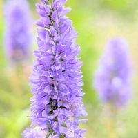 ベロニカ,お花,紫色の花,ベロニカ☆,紫色のお花の画像