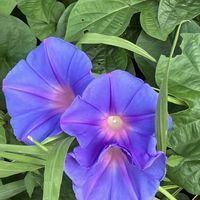 バオバブ,ノアサガオ(琉球朝顔),グラジオラスの花,棒の日の画像