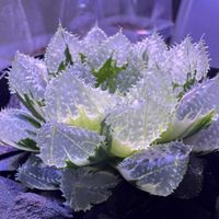 多肉植物,ハオルチア属,ハオルシア属     ,多肉中毒,ガチンコハオルチアクラブの画像