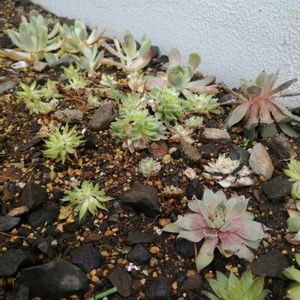 センペル,多肉地植え,多肉女子？(おばさん),多肉大好き❤️,感謝 感謝 ❤の画像