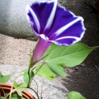 アサガオ,曜白朝顔,花言葉,今日のお花,繋がりに感謝✨の画像