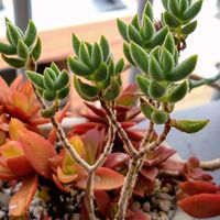 銀揃,多肉植物,クラッスラ属,ナツ☀️ナツ☀️ナツ,棒の日の画像