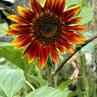 グラジオラス,スイカ,ヒマワリ,ヒマワリ,ピーマンの画像