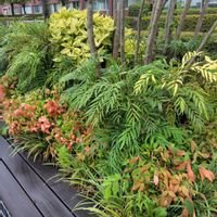 植栽,おでかけ先,植え込み,早朝ウォーキング,ウクライナに平和をの画像