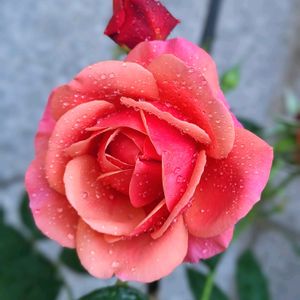 バラ,ホスタ ブルーマウスイヤー,バラ・ラデュレ,バラ 鉢植え,GSのみなさんに感謝♡の画像