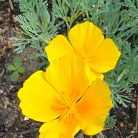 ハナビシソウ,花壇,季節の花,季節の風物詩,四季の風景の画像
