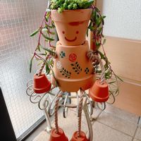 百日草,可愛い,感謝,楽しみ〜,ワークショップ の画像