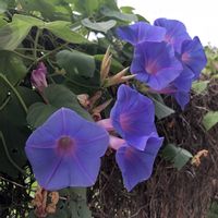 ノアサガオの画像