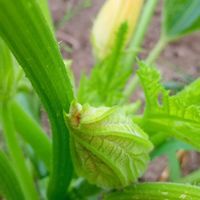 ズッキーニ,ズッキーニの花,ズッキーニ(黄),うちの庭から,金曜日の蕾たちの画像