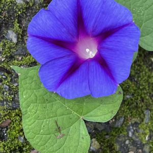 アサガオ,古典園芸植物,楽しみ〜,今日のお花,金曜日の蕾たちの画像