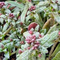 クラッスラクーペリー,愛犬♡,あかり( クラッスラクーペリー),ふっくらした裏葉,多肉植物の画像