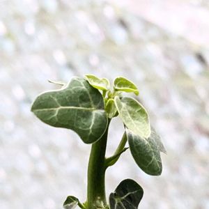 アデニア グロボーサ,☆りん☆のグロボーサ,塊根植物,成長記録,コーデックスの画像