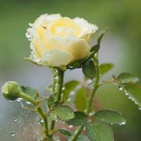 ヒメイワダレソウ,マイガーデン,雨粒,ばら バラ 薔薇の画像