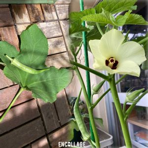 八丈おくら,水耕栽培,種から,無農薬野菜,家庭菜園の画像