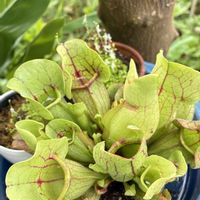 ウサギゴケ,サラセニア プルプレア ベノーサ,サラセニア プルプレア ベノーサ,サラセニア・ジュディスピンドル,サラセニア ジュディスピンドルの画像