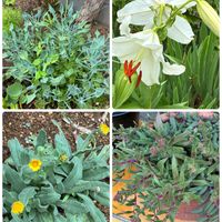 カサブランカ,ツクバネ,マサイの矢尻,冬知らず,可愛い♡の画像