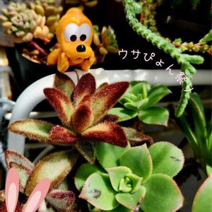 カランコエ,シナモン,夕映え,クラバータ,孫悟空の画像