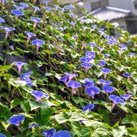 アサガオ,朝顔,グリーンカーテン,今日のお花,アサガオ グリーンカーテンの画像