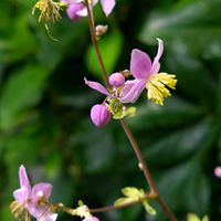 ホヤ・カルノーサ,ブルーベリー ピンクレモネード,アリオギネ ブルースター,シキンカラマツ(紫錦唐松),植中毒の画像