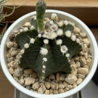 牡丹玉,牡丹玉,DAISOギムノ,多肉植物,ダイソーの画像