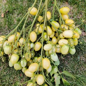 バリーズクレイジーチェリー,自家製野菜,栽培記録,農業女子,おうち園芸の画像