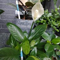スパティフィラム,観葉植物,ダイソー,観葉植物のある暮らし,植欲が止まらないの画像