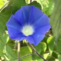 アサガオ,ノアサガオ,お出掛け先,可憐な花,今日のお花の画像
