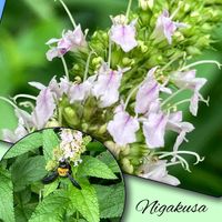 ミソハギ,マタタビ,エゾミソハギ,ニガクサ,谷戸山公園の花達の画像