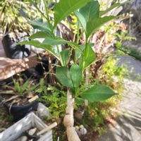 バオバブ,バオバブ ディギターダ,多肉植物,観葉植物,塊根植物の画像