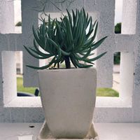 美空鉾,美空の鉾,多肉植物の画像