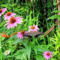 エキナセア,アゲハチョウ,黒竹,蝶々,お庭の画像
