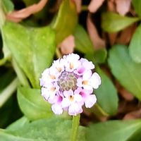 ヒメイワダレソウの画像