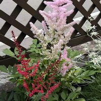 エーデルワイス,アスチルベ,ガーデニング,耐寒性宿根草,庭の画像