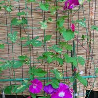 アサガオ,アサガオ,ユスラウメ,おうち園芸,ソラの日の画像