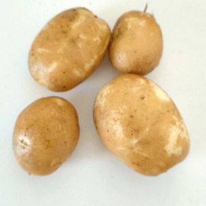ジャガイモ,ジャガイモ,ぽろしり（じゃがいも）,ぽろしり（じゃがいも）,収穫の画像