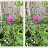 モナルダ,我が家の花達,3D写真の画像