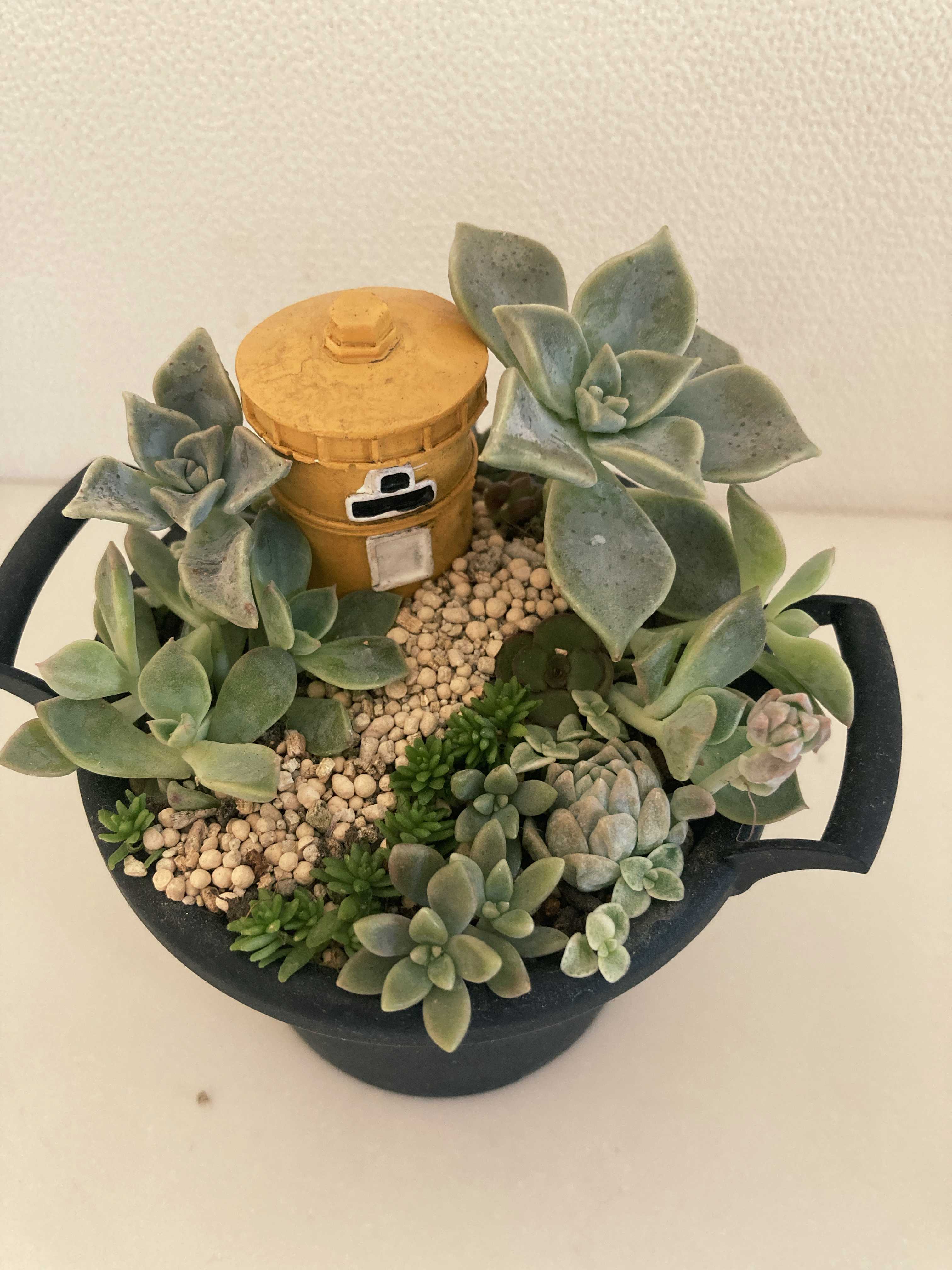 多肉箱庭｜🍀GreenSnap（グリーンスナップ）