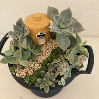 サボテン,多肉植物 寄せ植え,多肉植物,ガーデニング,多肉箱庭の画像