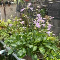 ギボウシ,オトメギボウシ,盆栽,鉢植え,山野草の画像