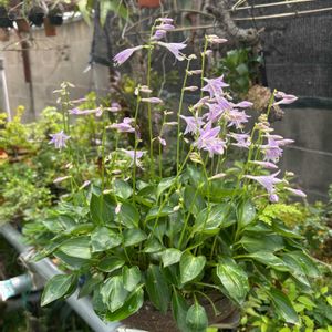 ギボウシ,オトメギボウシ,盆栽,鉢植え,山野草の画像