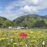 ポピー,ポピー,ヤグルマギク,ヤグルマギク,レンゲの画像