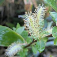 ネコヤナギ,山野草,野の花山の花の画像